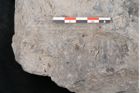 Foto (Detailansicht) von Pterophyllum longifolium Br. (NHMW-GEO-2024-0188-10627)